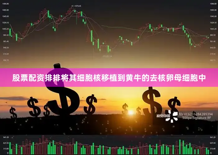 股票配资排排将其细胞核移植到黄牛的去核卵母细胞中